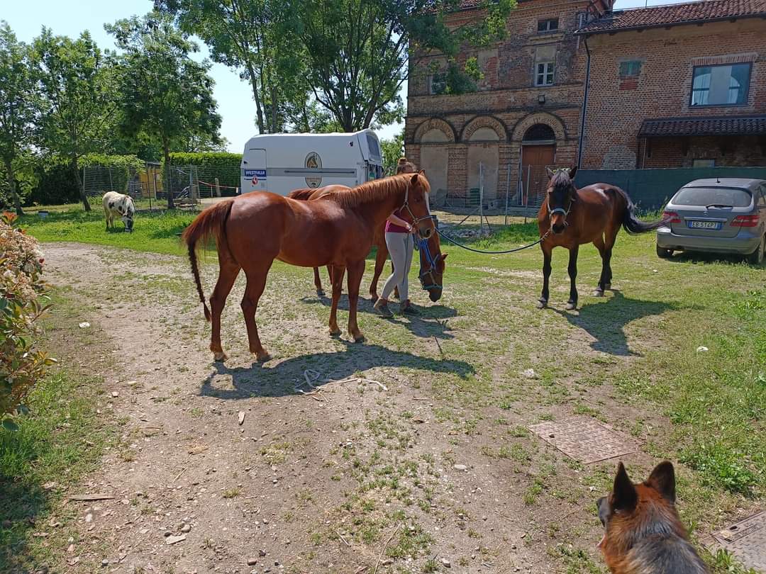 Cavalli nel cortile del ranch
